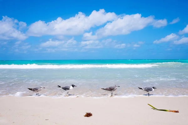 Seagulls stand on the edge of the sea on the beach of Varadero, — Stock Photo, Image