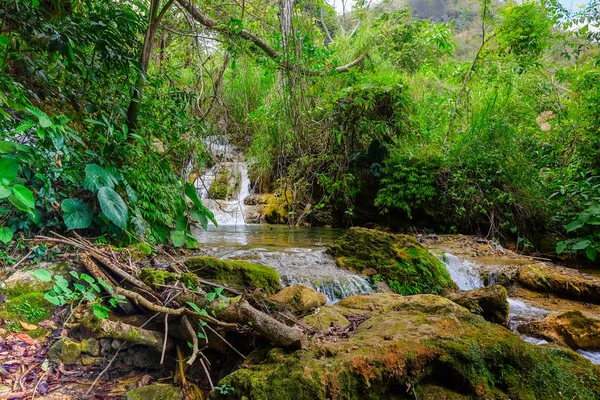 Nehir orman Milli Parkı El Nicho, Küba