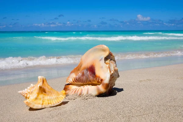 Sea shells on the sandy beach — Stock Photo, Image