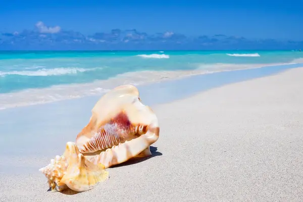 Sea shells on the sandy beach — Stock Photo, Image