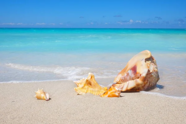 Sea shells on the sandy beach — Stock Photo, Image