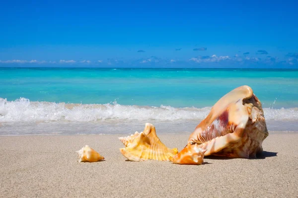 Sea shells on the sandy beach — Stock Photo, Image