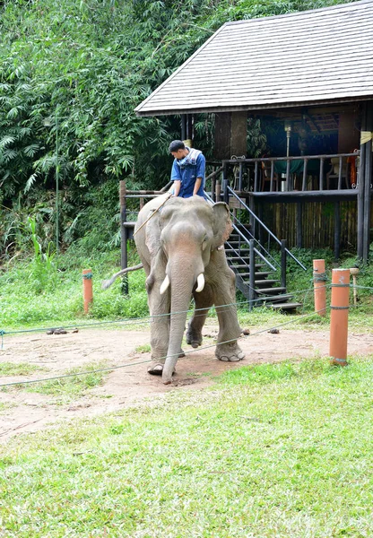 Чианг Рай Таиланд Января 2017 Mahout Вершине Слона Anantara Золотой — стоковое фото