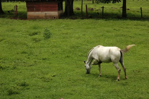 緑の牧草地での馬の放牧 — ストック写真