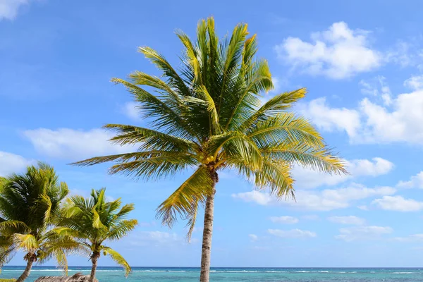 Coconut Palm Trees Sway Breeze Tropical Beach Sunny Day Wiht — Stock Photo, Image