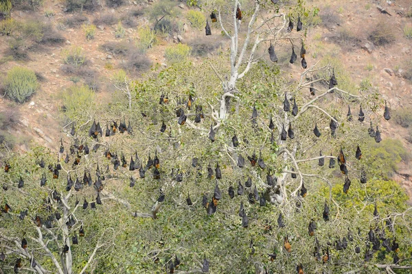 挂在印度乌代普尔一棵树上的水果蝙蝠 — 图库照片