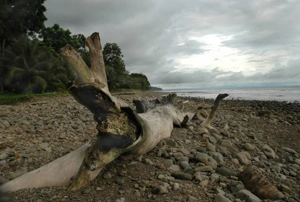 Drift Wood Sulla Spiaggia Rocciosa Con Nuvole Tempesta — Foto Stock