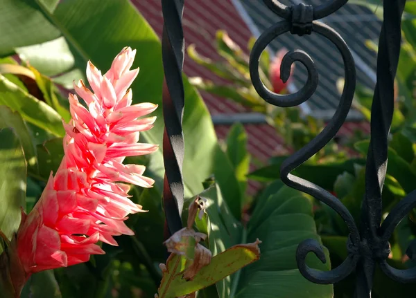 Kwiat Imbiru Żelaza Kutego Ogrodzenia — Zdjęcie stockowe