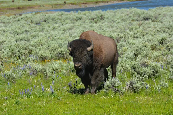 Gran Bisonte Valle Lamar Del Parque Nacional Yellowstone — Foto de Stock