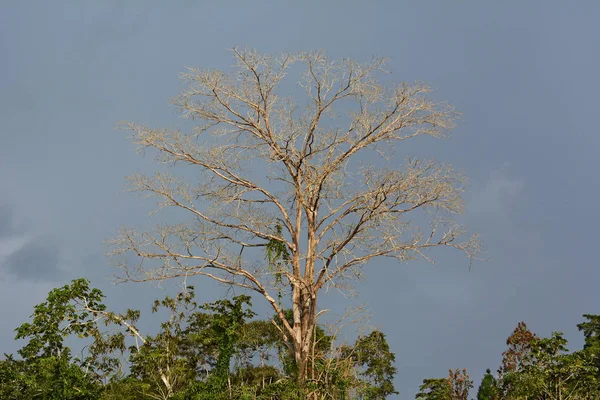 Bezlistne Drzewa Przed Burzliwy Niebo Peruwiańskiej Amazonii — Zdjęcie stockowe