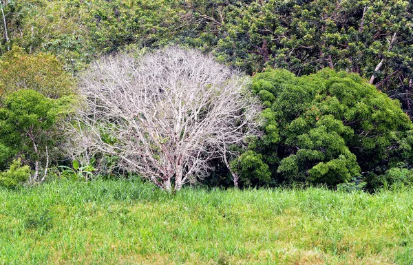 Biały Bezlistne Drzewo Peruwiańskiej Amazonii — Zdjęcie stockowe