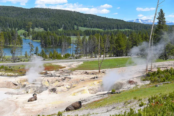 Dos Bisontes Área Barro Géiser Del Parque Nacional Yellowstone — Foto de Stock