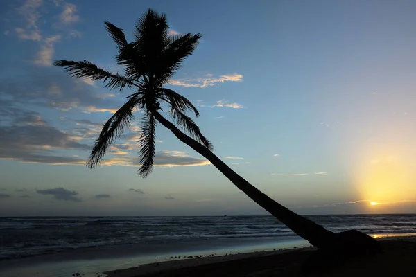 Palm Tree Leaning Ocean Caribbean Sunrise — Stock Photo, Image