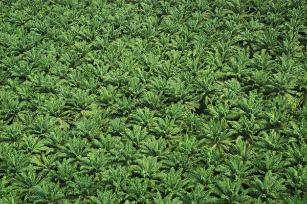 Aerial View Palm Plantation Costa Rica — Stock Photo, Image