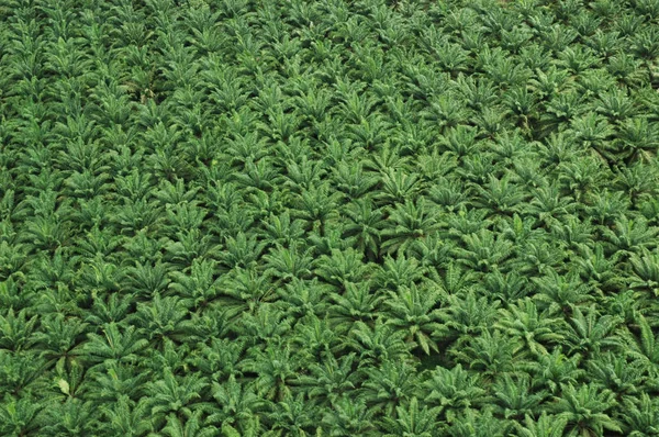 Aerial View Palm Plantation Costa Rica — Stock Photo, Image