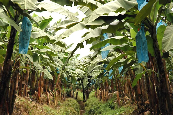 Rijen Van Bananen Planten Banaan Plantaion Costa Rica — Stockfoto