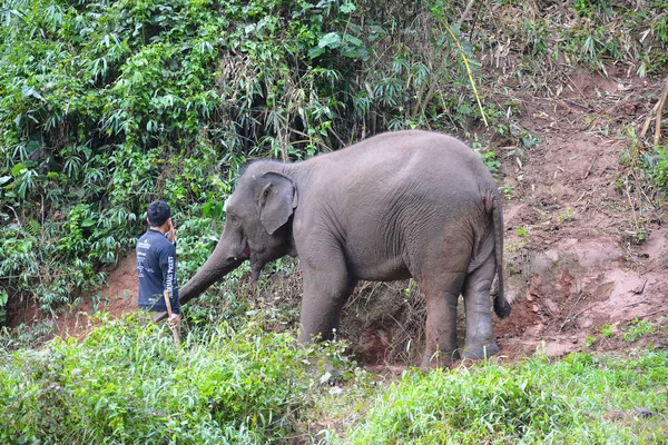 Чьян Таиланд Января 2017 Года Махаут Слон Лагере Слонов Золотой — стоковое фото