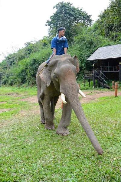 Чианг Рай Таиланд Января 2017 Mahout Вершине Слона Anantara Золотой — стоковое фото