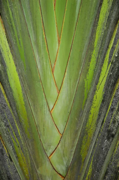 Heliconia Stalk Close — Stock Photo, Image