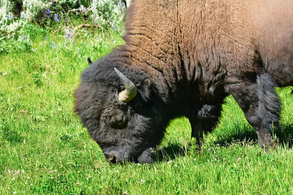 Gran Bisonte Valle Lamar Del Parque Nacional Yellowstone — Foto de Stock