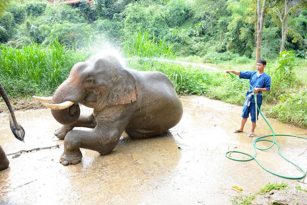 Чианг Рай Таиланд Января 2017 Mahout Стиральная Слон Лагере Anantara — стоковое фото