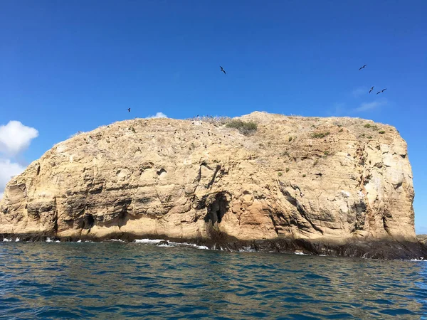 Oiseaux Vol Perchés Sur Rocher Île San Cristobal Archipel Des — Photo