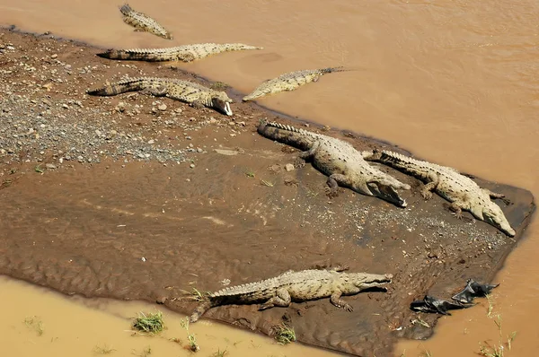 Krokodillen Tarcoles Rivier Langs Route Tussen Orotina Jaco Costa Rica — Stockfoto