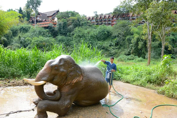 Chiang Rai Thailand January 2017 Mahout Washing His Elephant Anantara — Stock Photo, Image