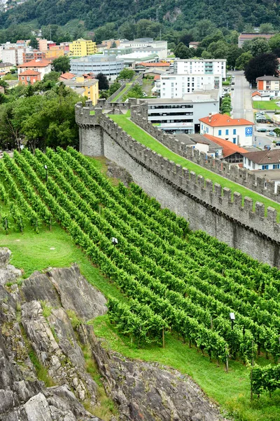Bellinzona Suíça Julho 2014 Vinhedos Castelgrande Bellinzona Videiras Crescem Lado — Fotografia de Stock
