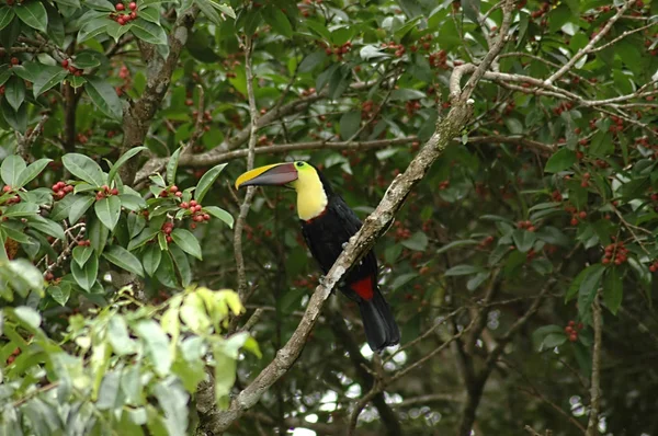 Castanha Mandíbula Tucano Árvore — Fotografia de Stock