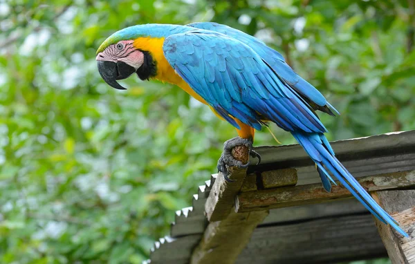 Blue Yellow Macaw Rainforest Peruvian Amazon — Stock Photo, Image