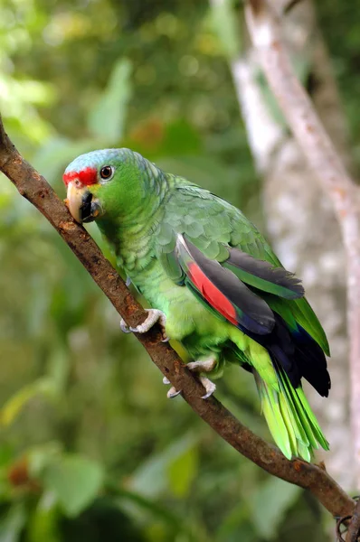 Amazon Papagáj Ága Esőerdők — Stock Fotó
