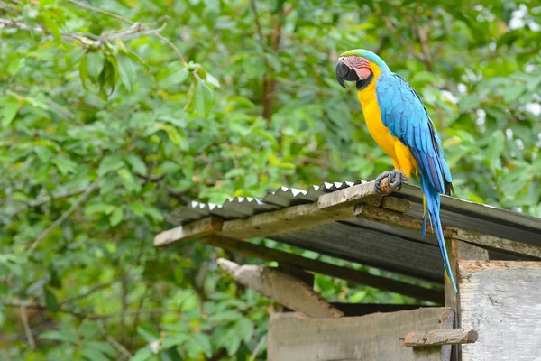 ペルーのアマゾンの熱帯雨林で青と黄色のコンゴウインコ — ストック写真