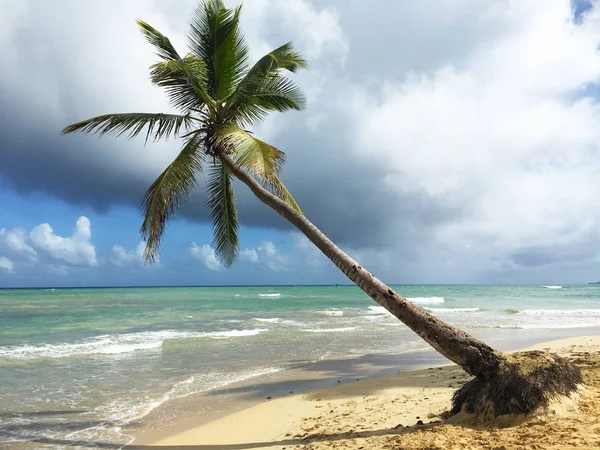 Palm Treeleaning Ocean Caribbean — Stock Photo, Image