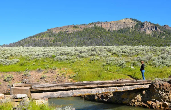 Yellowstone National Park Wyoming June 2017 Woman Foot Bridge Lamar — стоковое фото