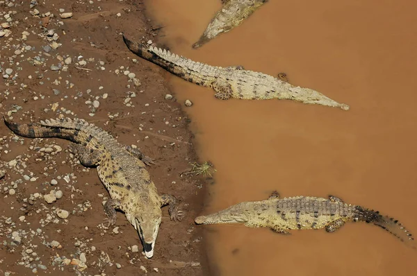 Crocodiles Dans Rivière Tarcoles Long Route Entre Orotina Jaco Costa — Photo