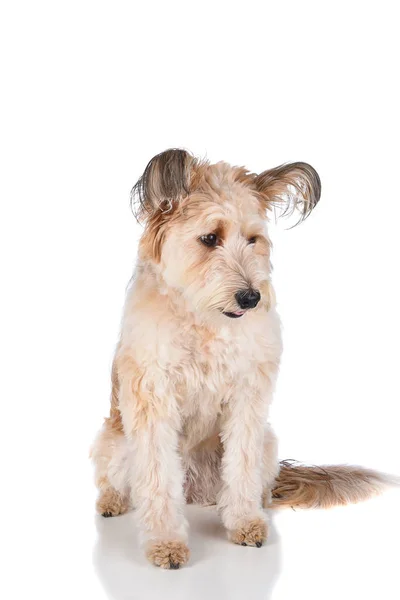 Cute Mixed Breed Shaggy Dog White Sitting Looking — Stock Photo, Image