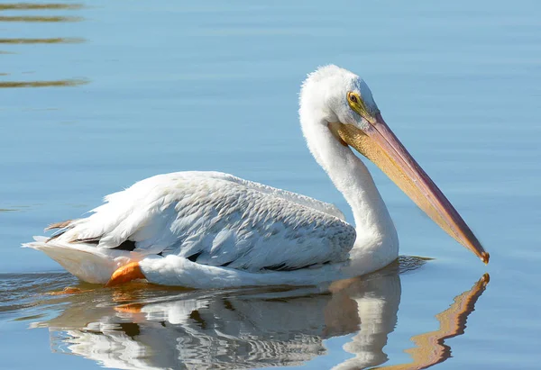 Pelican Blanco Americano Estanque Con Reflexión — Foto de Stock