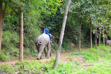 Chiang Rai, Tayland - 8 Ocak 2017: A fil onun fil üstüne. Anantara altın üçgen fil kampında, filler ve onların işleyicileri yardımcı olmak için tasarlanmış bir hayır kurumu.