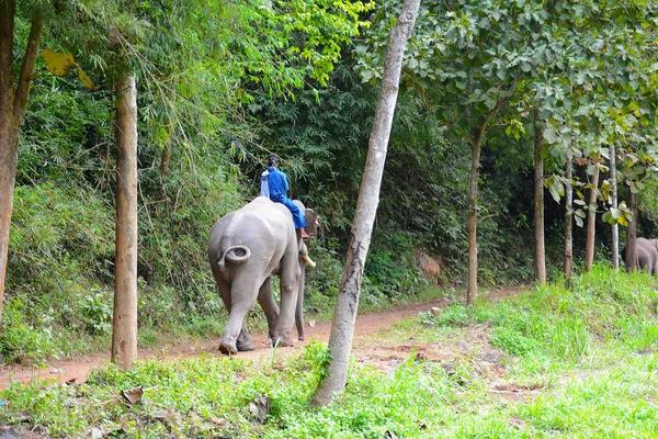 Chiang Rai Thailand Janeiro 2017 Mahout Topo Seu Elefante Campo — Fotografia de Stock