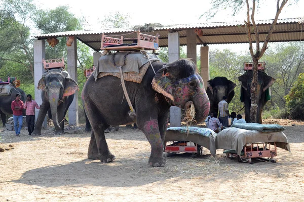 Джайпур Индия Ноября 2015 Года Раскрашенный Слон Всадник Сафари Слонах — стоковое фото