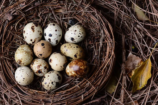 Easter Eggs Codorniz Ninho Cheio Ovos Codorniz Frescos Entre Folhas — Fotografia de Stock