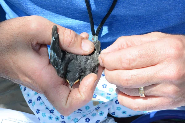 Audubon Volunteer zet een been band op een boom zwaluw — Stockfoto