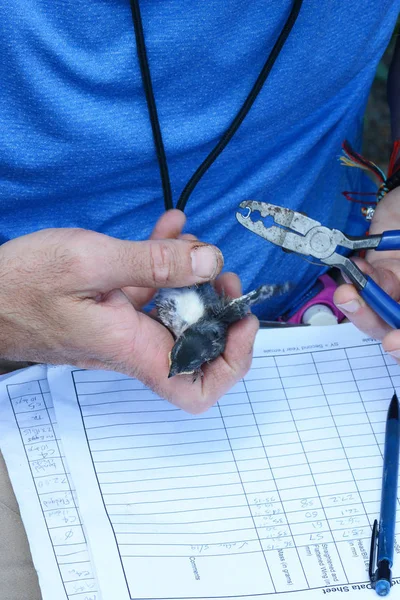 Audubon volontaire met un bandeau de jambe sur un essaim — Photo