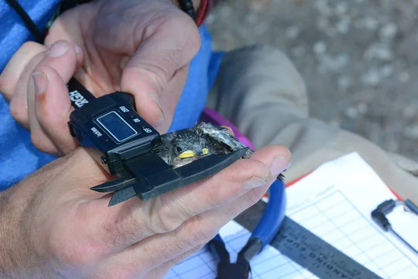 Audubon gönüllü bir Ağaç Kırlangıç ch ölçmek için bir mikrometre kullanır — Stok fotoğraf