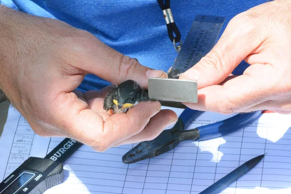 Audubon vrijwilliger meet een vleugel op een boom slikken Chick als par — Stockfoto