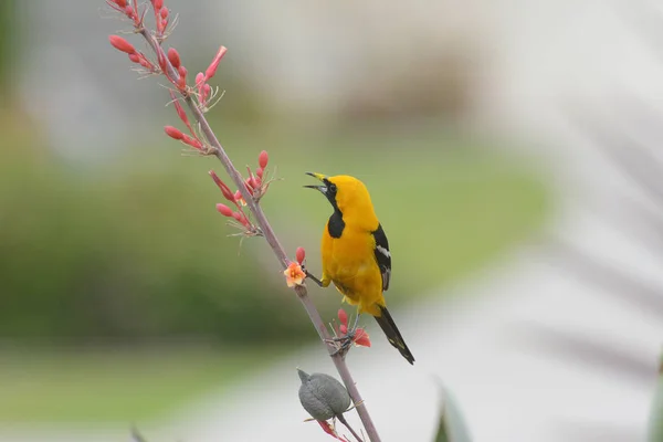 Kırmızı Yucca bitkisinin çiçek sapına tünemiş kapüşonlu bir oriole — Stok fotoğraf