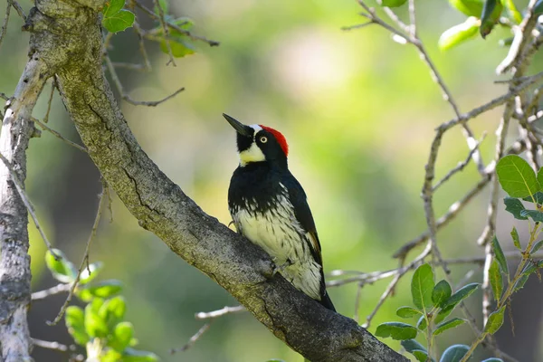 Un Picchio Acorn, Melanerpes formicivorus, appollaiato sul reggiseno — Foto Stock