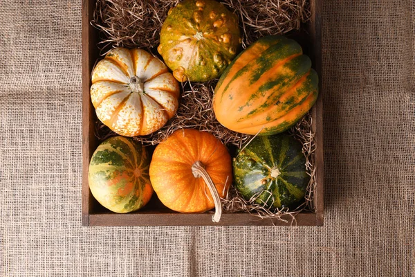 Hoge hoek opname van een groep van herfst kalebassen, pompoenen en pompoenen — Stockfoto