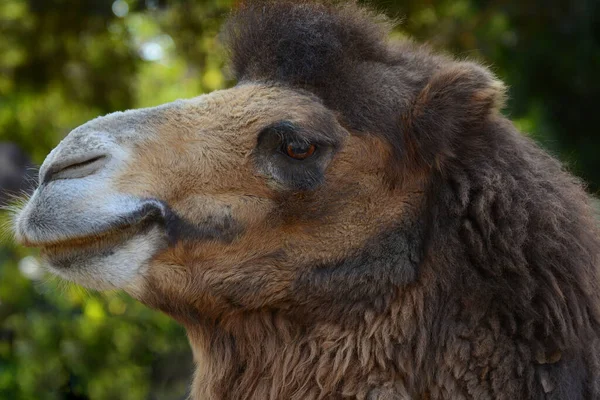 Closeup Profile Portrait Bactrian Camel Camelus Bactrianus — 스톡 사진